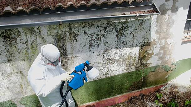 Trusted Attic Mold Removal service in Peachtree Corners, GA - Cheap Mold Removal